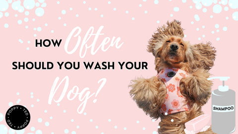 How Often Should You Wash Your Dog?