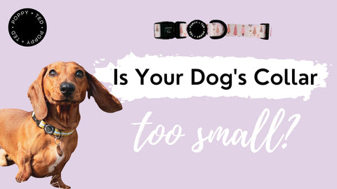 How to Tell if your Dog’s Collar is Too Small
