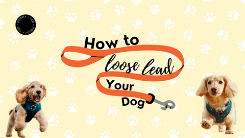 How to Loose Lead Train Your Dog