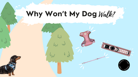 Why Won’t My Dog Walk? Tips and Advice for Reluctant Walkers