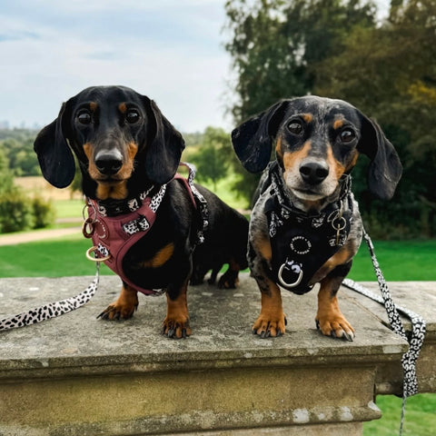 Luxe Collection | Dog Collar | Berry Dalmatian