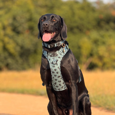 Black dog wearing a patterned harness sitting outdoors with greenery in the background