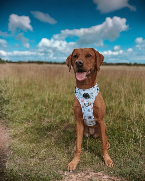 3-Click Tough Step-in Dog + Puppy Harness | Pressed Petal