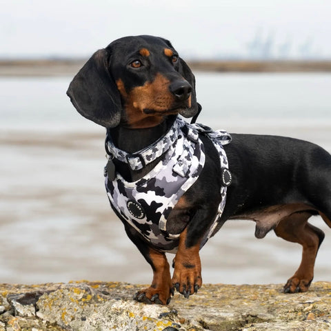 Walk + Wear | Dog Collar | The Camo
