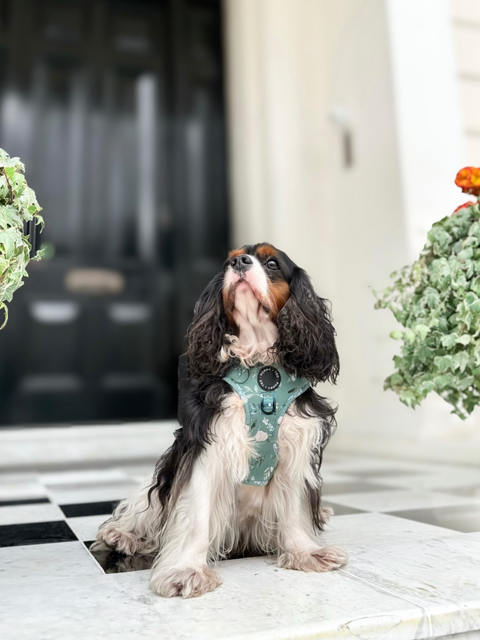 3-Click Tough Step-in Dog + Puppy Harness | Botanical Garden