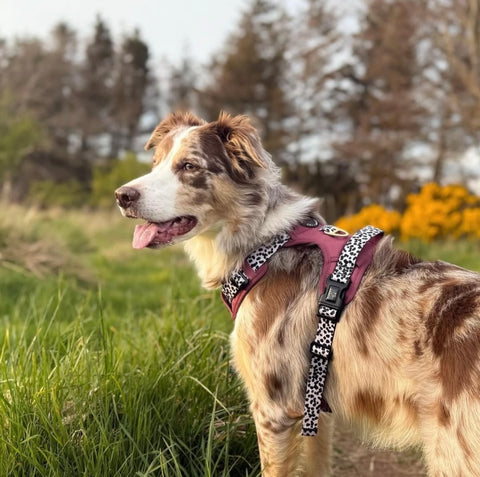 Luxe Collection | 3-Click Tough Harness | Berry Dalmatian