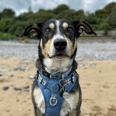 Luxe Collection | Dog Collar | Blue Houndstooth