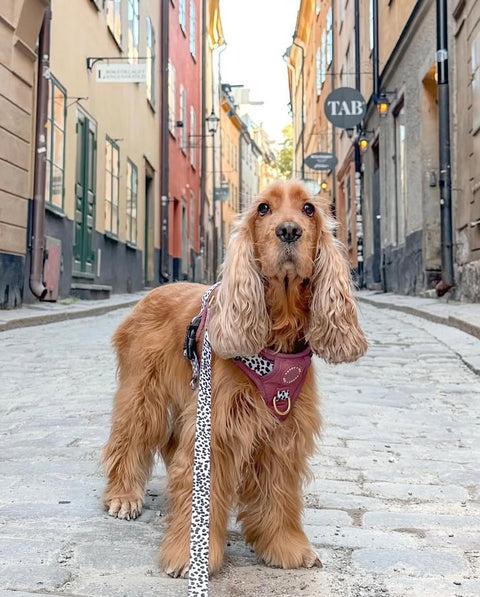 Luxe Collection | 3-Click Tough Harness | Berry Dalmatian