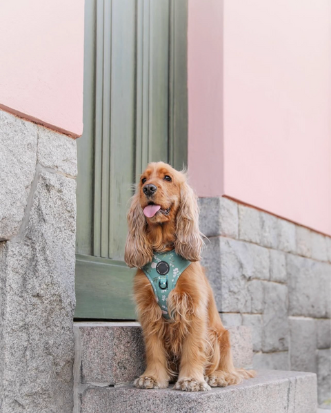 3-Click Tough Step-in Dog + Puppy Harness | Botanical Garden