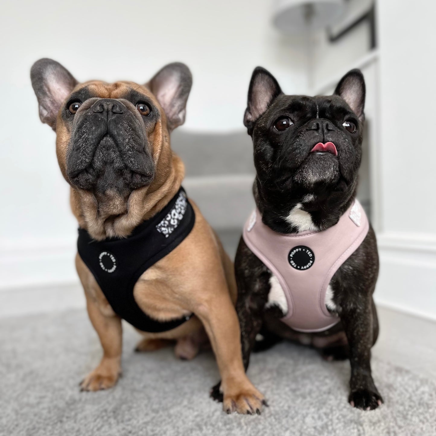 Luxe Collection | Adjustable Dog Harness | Nude Leopard