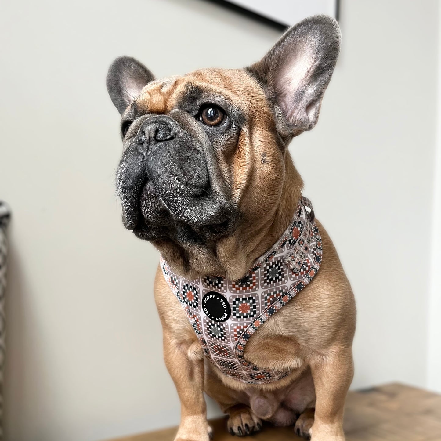 Adjustable Dog Harness | Grandma's House