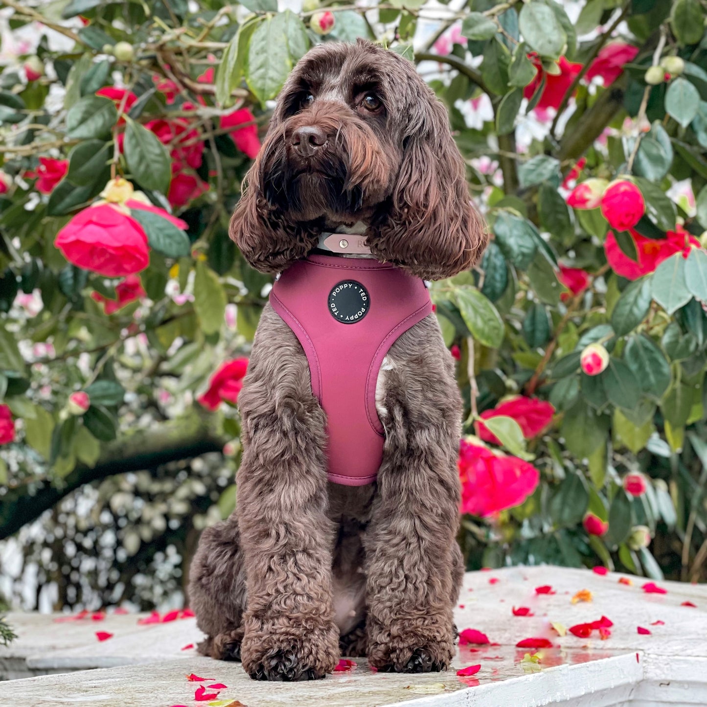 Luxe Collection | Adjustable Dog Harness | Berry Dalmatian