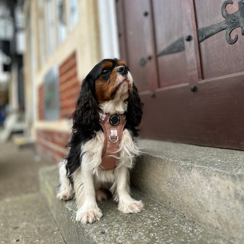 Luxe Collection | 3-Click Tough Harness | Tan Plaid