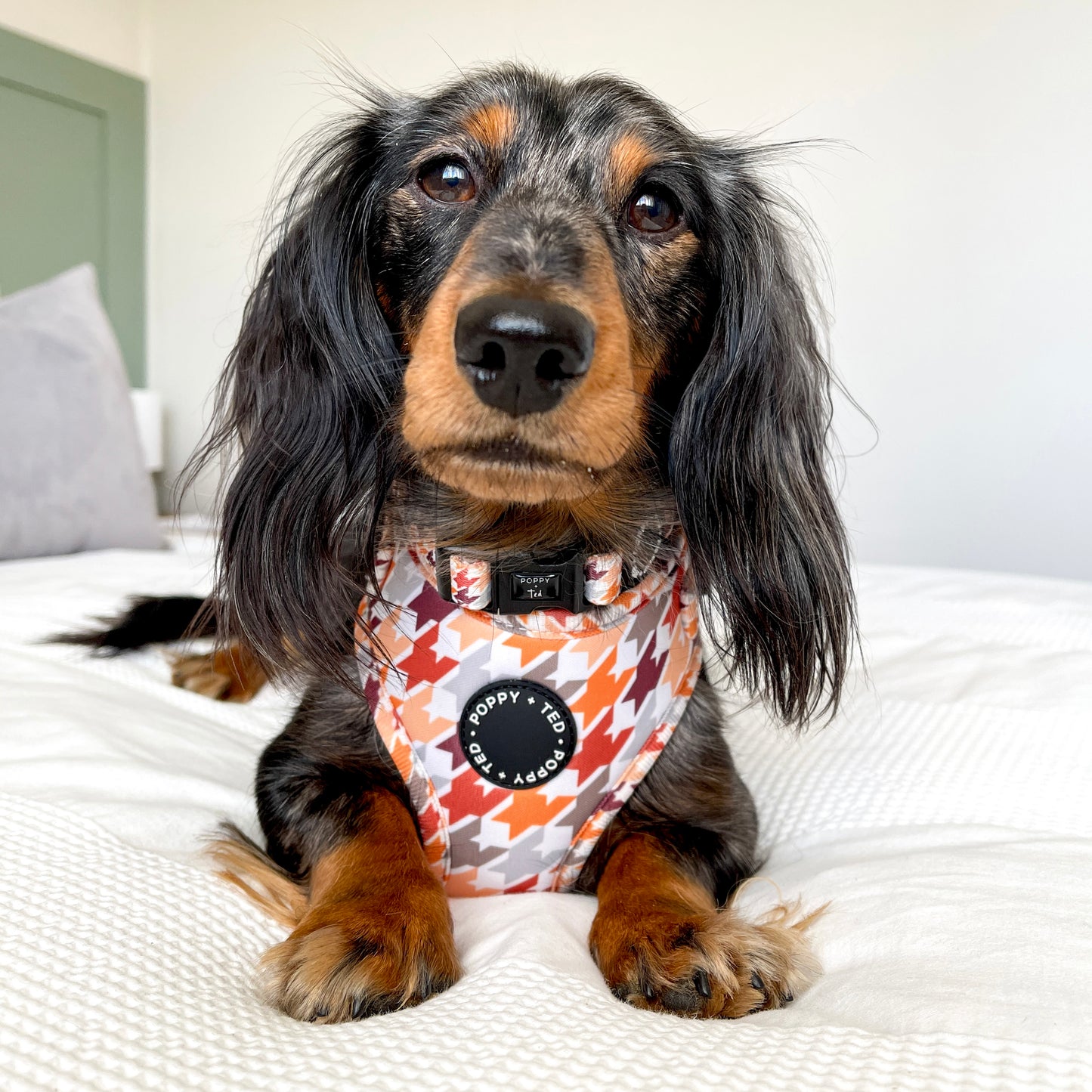 Adjustable Dog Harness | Cinnamon Spice Houndstooth