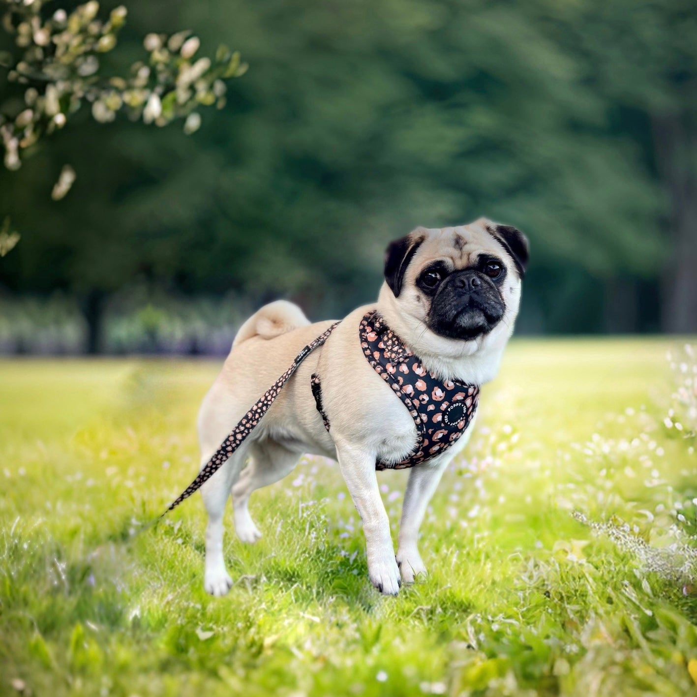 Adjustable Dog Harness | Caramel Leopard