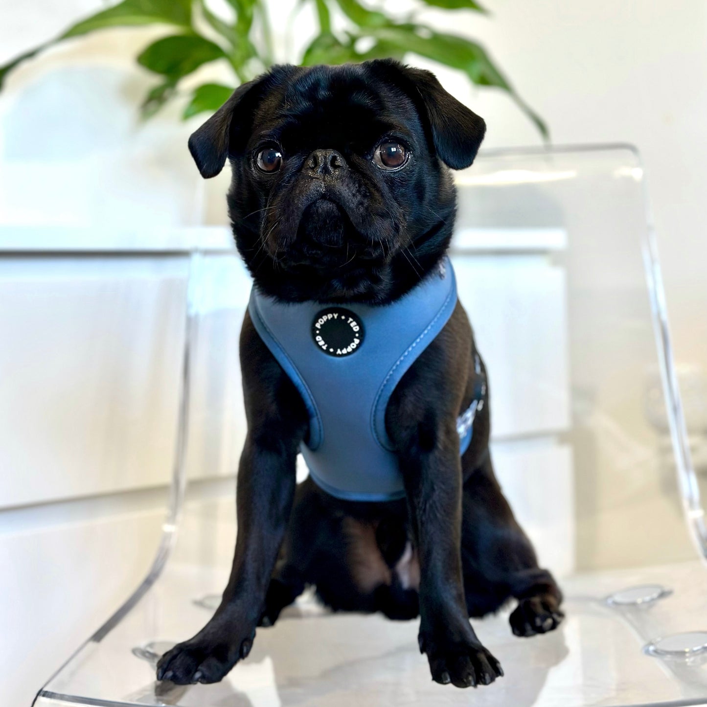 Luxe Collection | Adjustable Dog Harness | Blue Houndstooth
