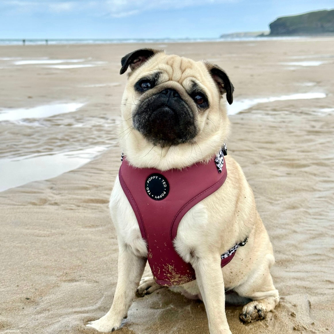 Luxe Collection | Adjustable Dog Harness | Berry Dalmatian