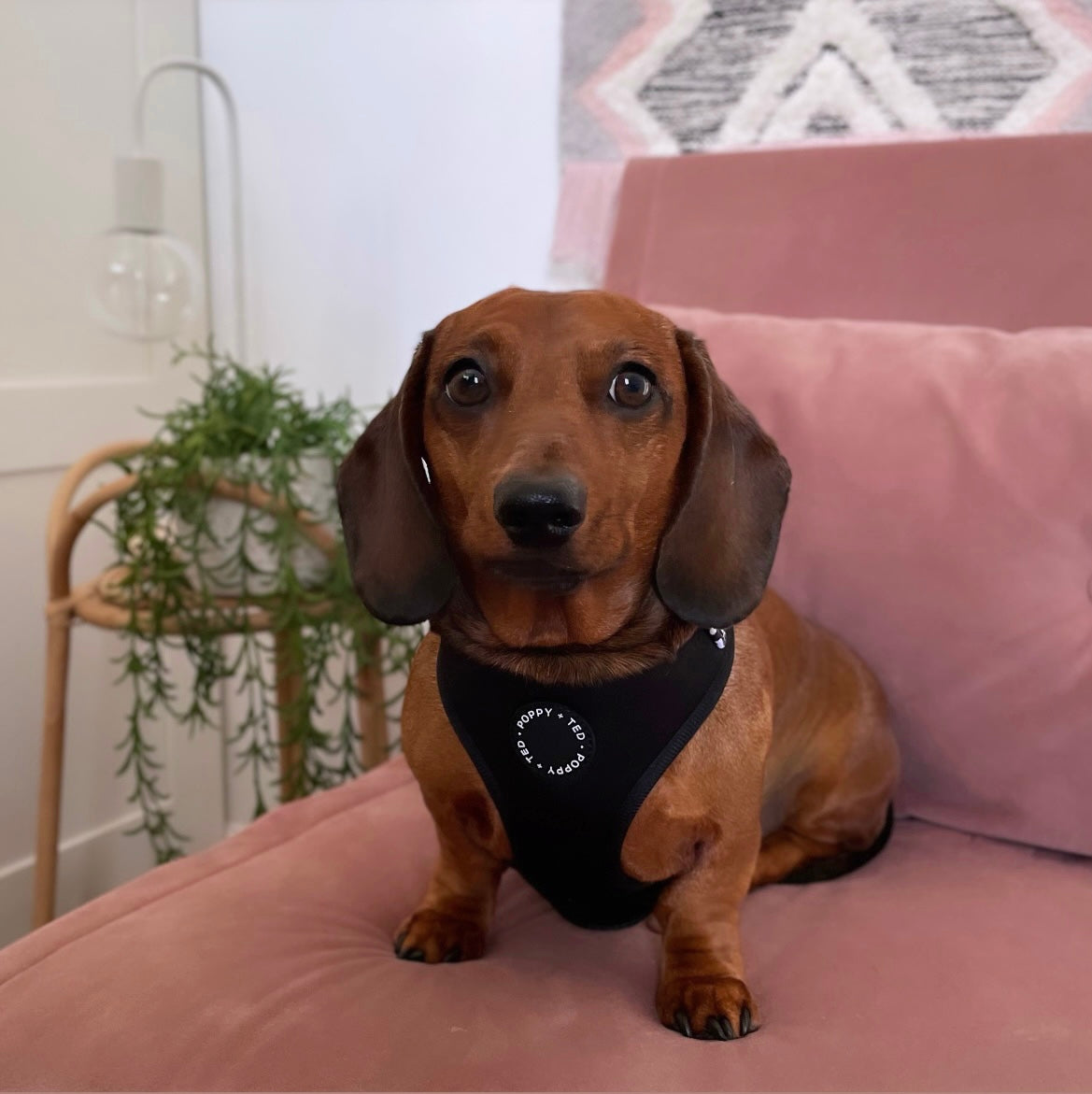 Luxe Collection | Adjustable Dog Harness | Black Leopard