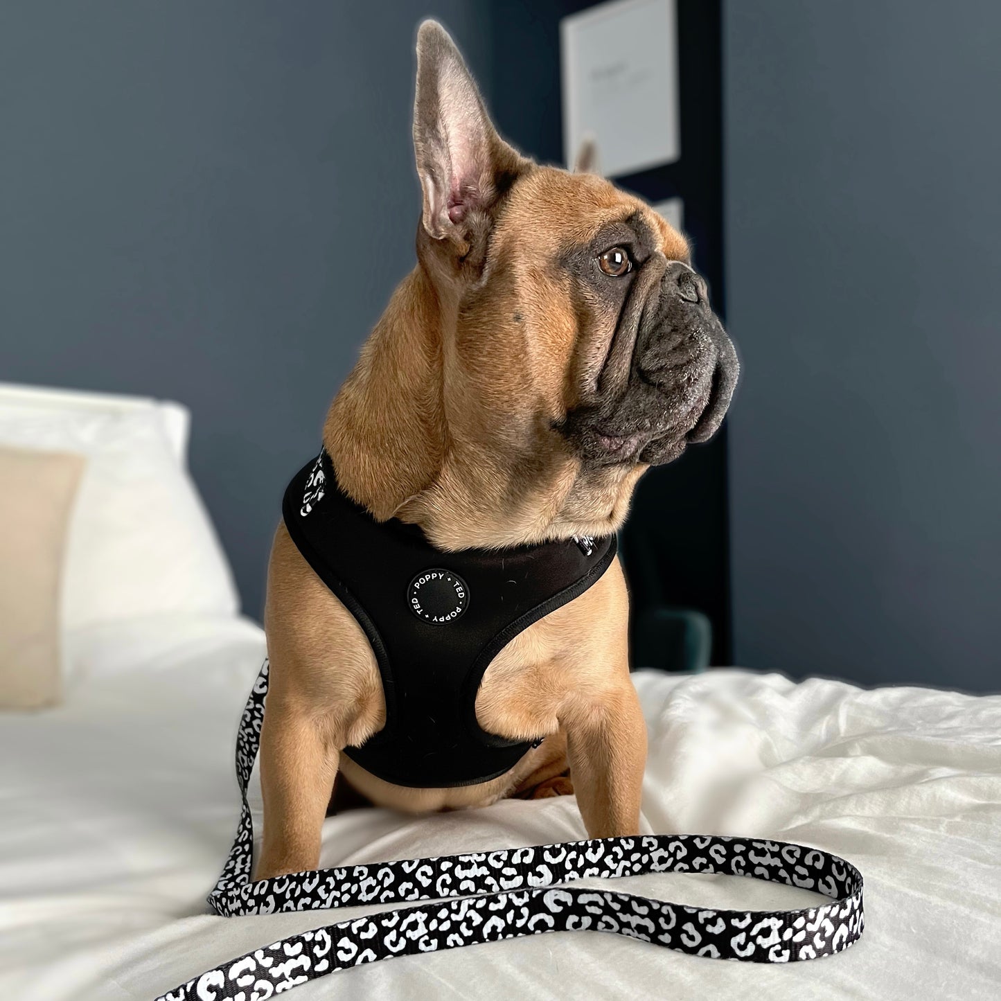 Luxe Collection | Dog Lead | Black Leopard