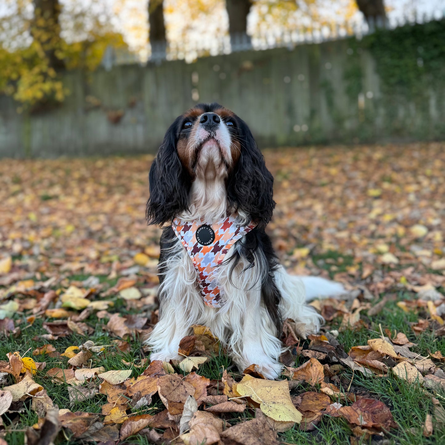 Adjustable Dog Harness | Cinnamon Spice Houndstooth