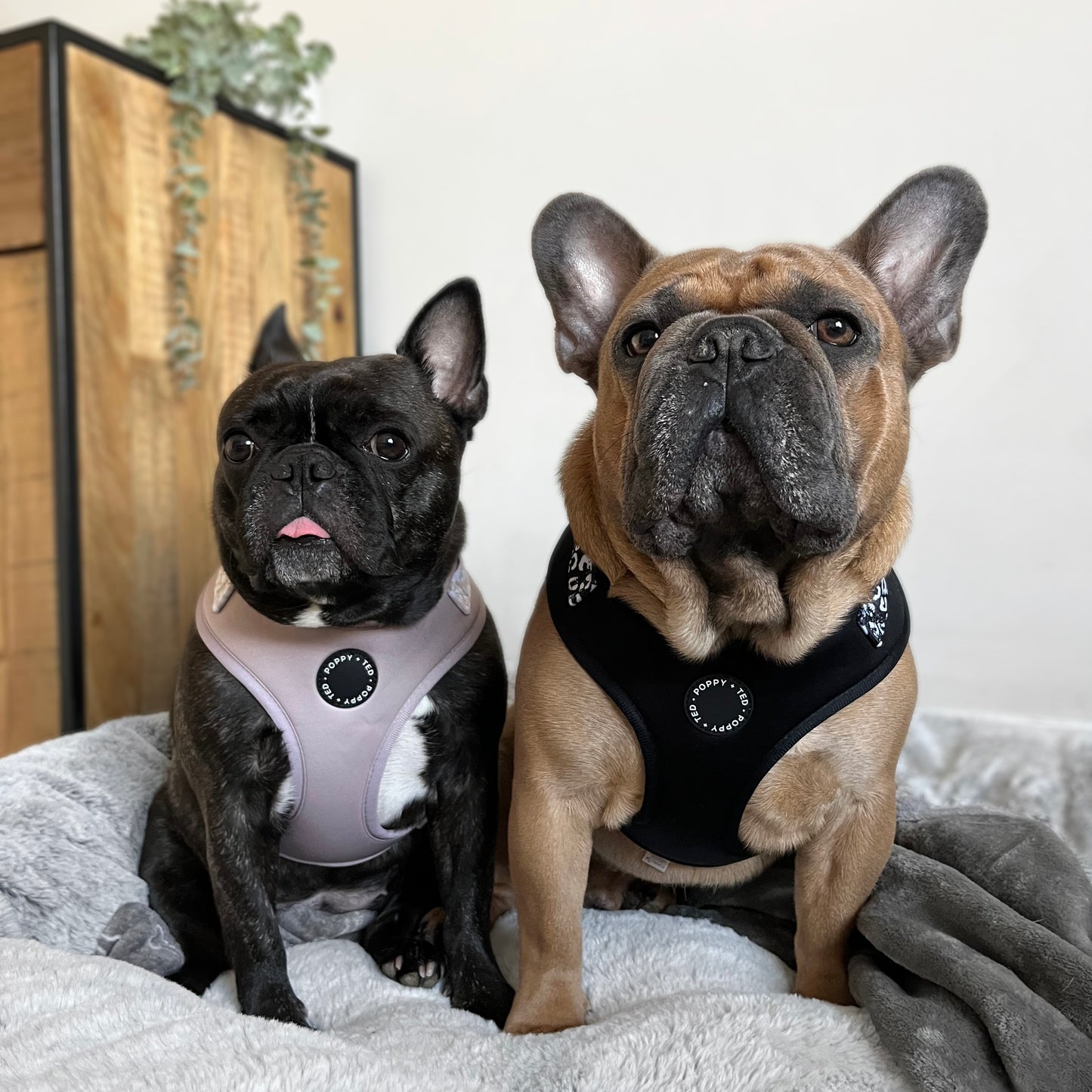 Luxe Collection | Adjustable Dog Harness | Black Leopard