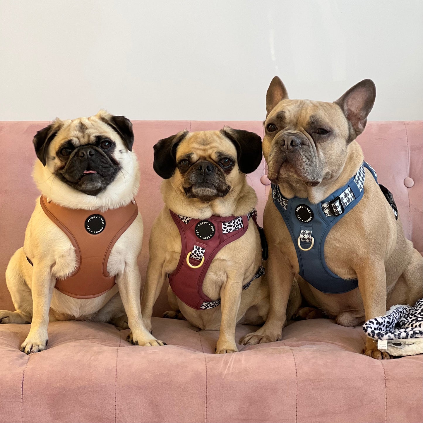 Luxe Collection | Adjustable Dog Harness | Tan Plaid
