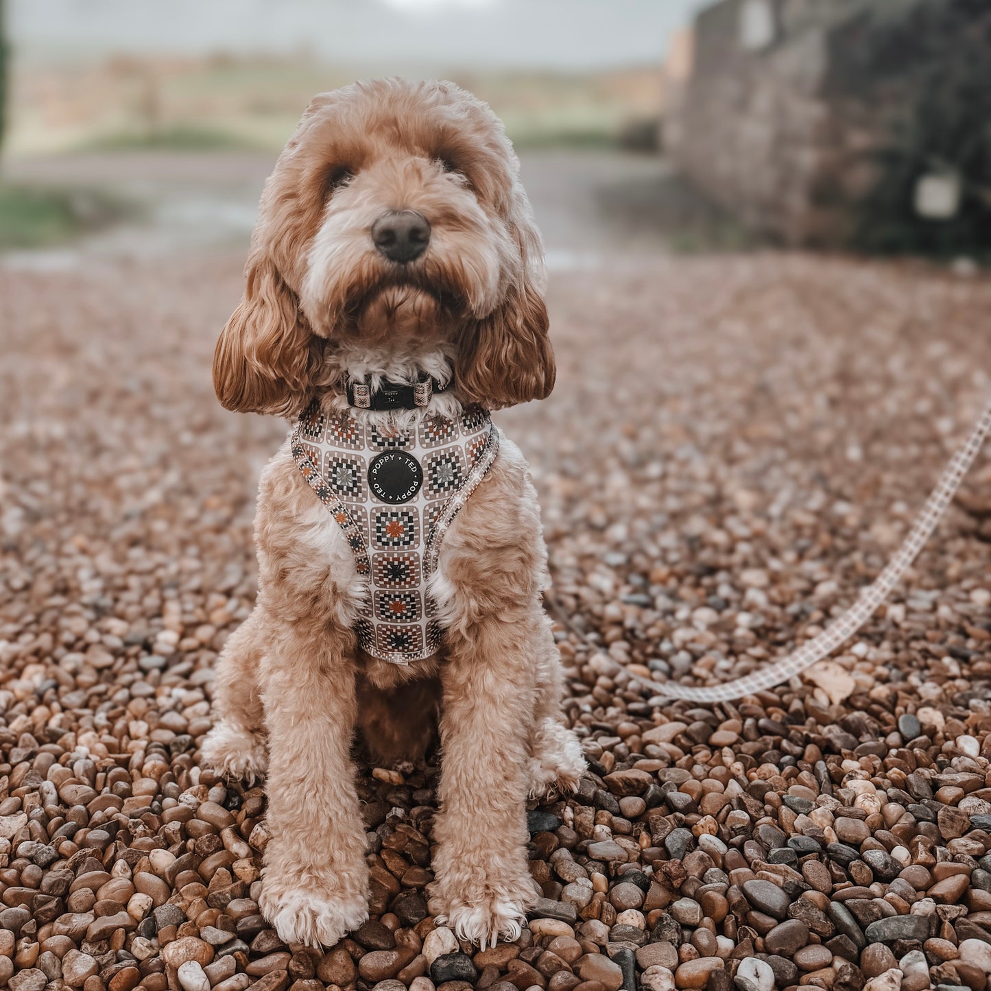 Adjustable Dog Harness | Grandma's House