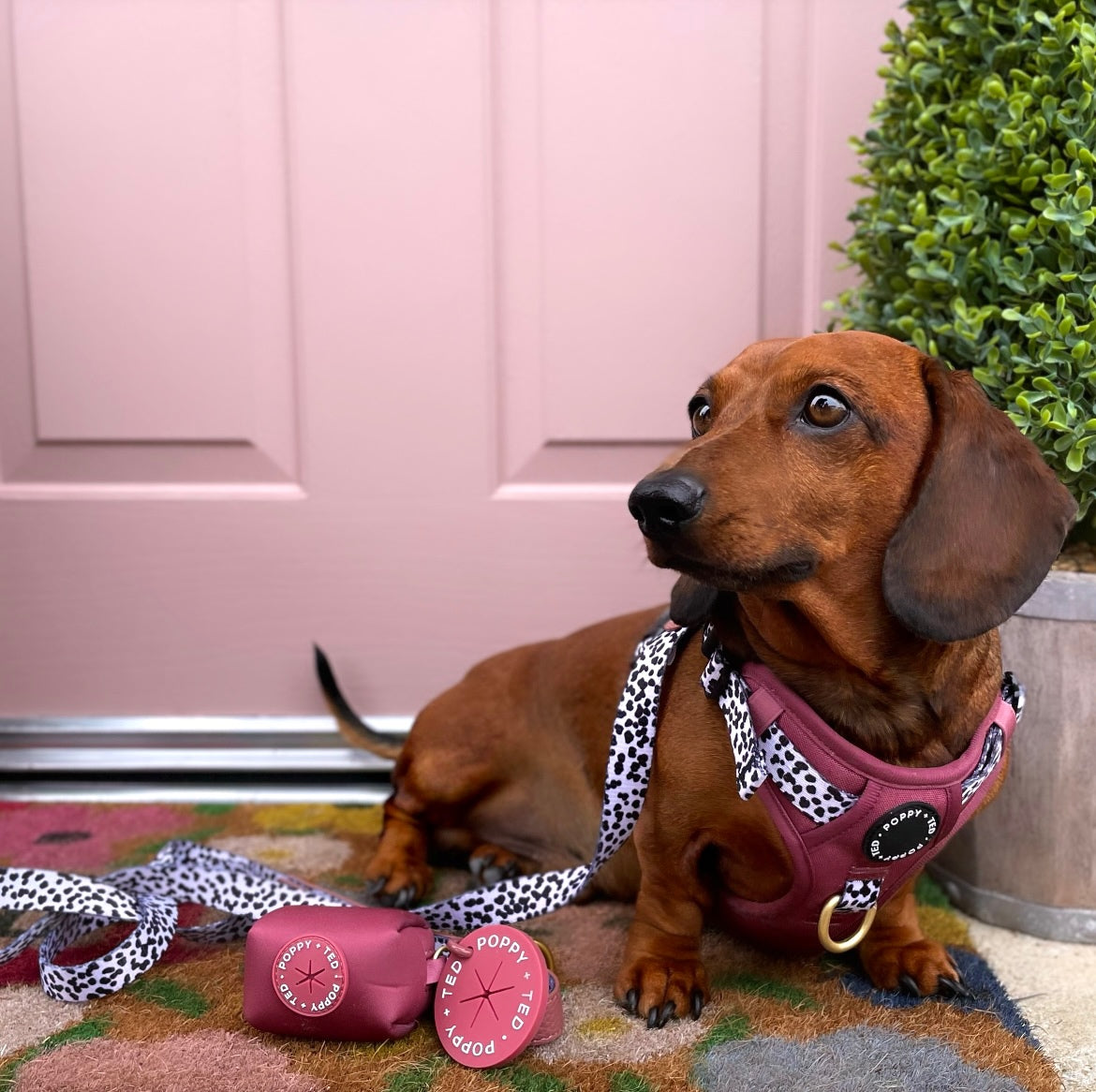 Luxe Collection | Dog Lead | Berry Dalmatian