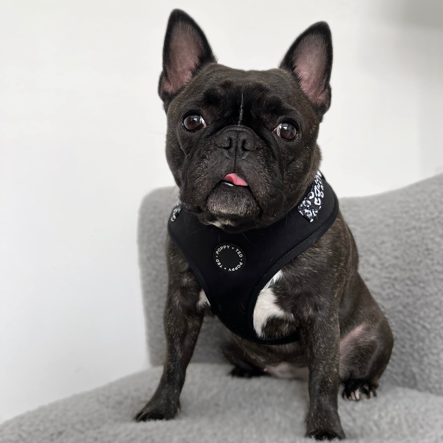 Luxe Collection | Adjustable Dog Harness | Black Leopard