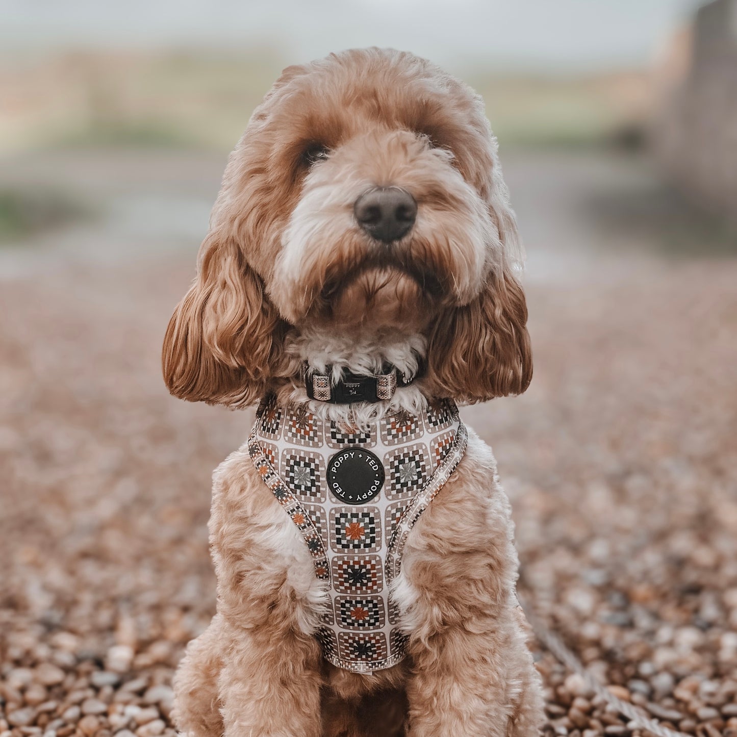 Adjustable Dog Harness | Grandma's House