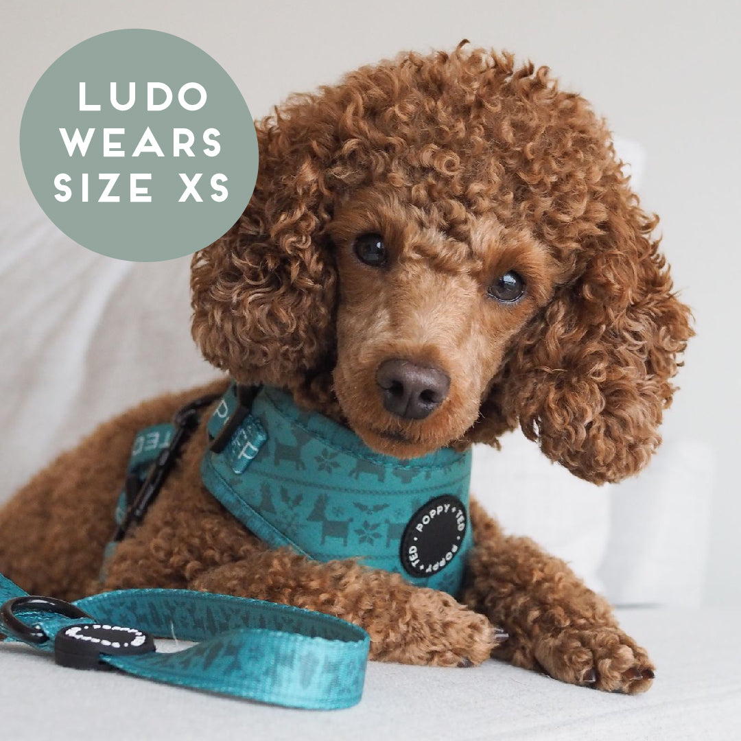 Walk + Wear | Adjustable Harness | Festive Fair Isle