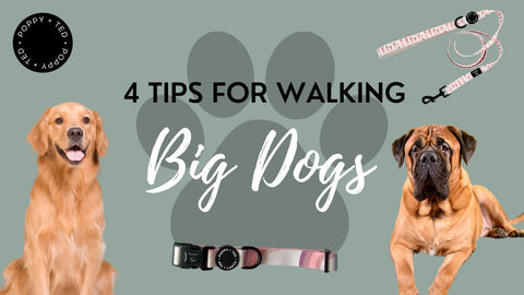 4 Tips for Walking Big Dogs