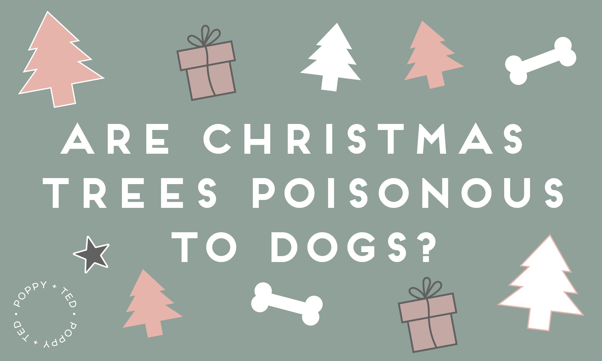 are-christmas-trees-poisonous-to-dogs-poppy-ted-poppy-ted