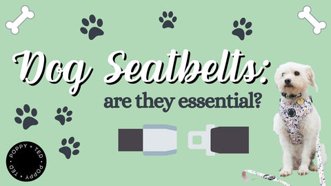 Dog Seat Belts: Are They Essential?