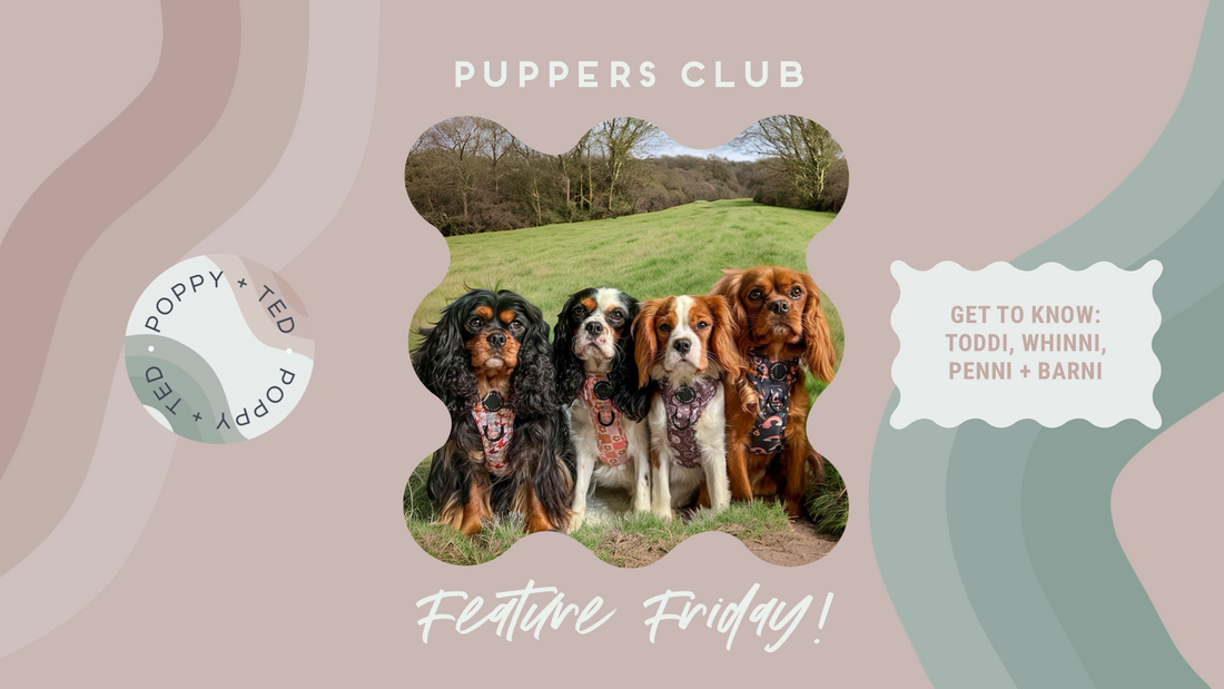 Puppers Club Feature Friday! Get To Know: Toddi, Whinni, Penni & Barni!