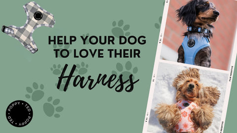 Help Your Dog to Love Their Harness