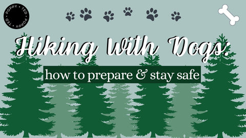 Hiking With Dogs: How to Prepare and Stay Safe