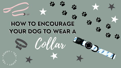 How to Encourage Your Dog to Wear a Collar