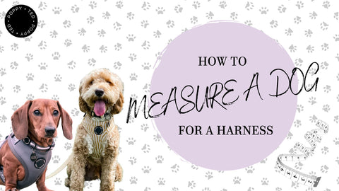 How to Measure a Dog for a Harness