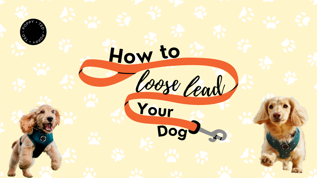 How to Loose Lead Train Your Dog