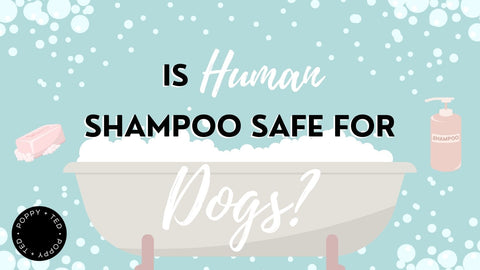 Is Human Shampoo Safe for Dogs?