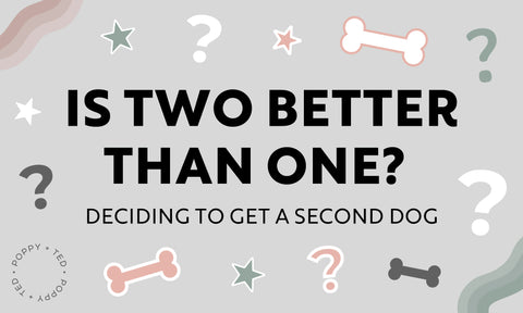 Is Two Better Than One? Deciding To Get A Second Dog