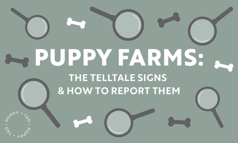 Puppy Farms The Telltale Signs & How to Report Them