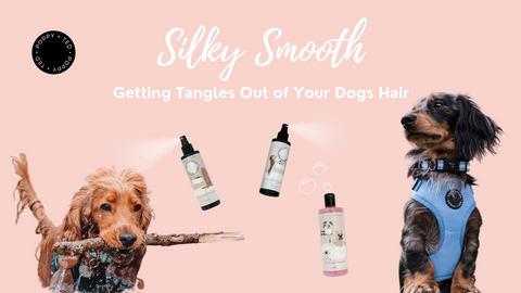 Silky Smooth: Getting Tangles out of Your Dog’s Hair