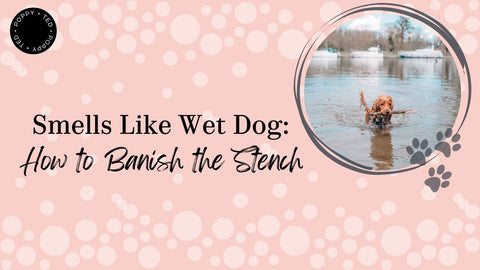 Smells Like Wet Dog: How to Banish the Stench