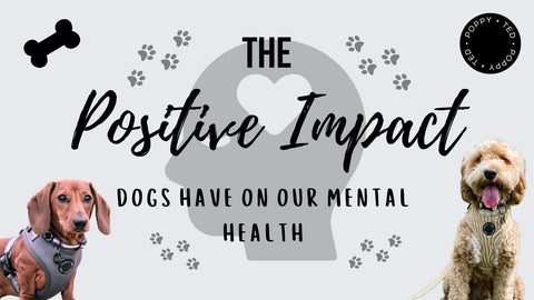 The Positive Impact Dogs Have on Our Mental Health