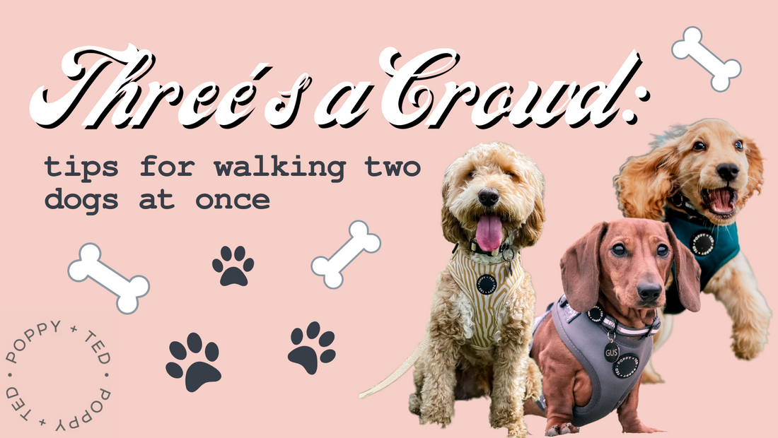 Threes a Crowd: 5 Tips For Walking Two Dogs at Once