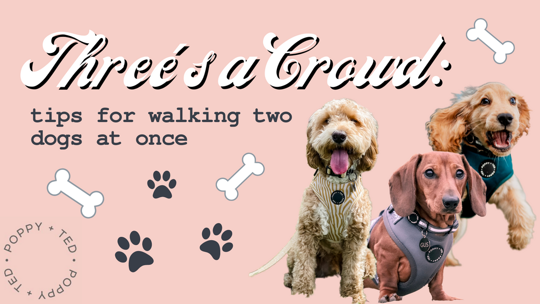 Tips for walking multiple dogs at once best sale