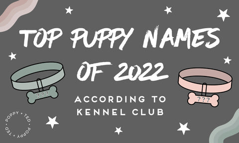 Top Puppy Names of 2022 According to Kennel Club