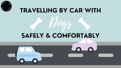 Travelling by Car with Dogs (Safely and Comfortably)